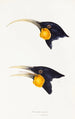 A synopsis of the birds of Australia and adjacent islands Pl11 - Elizabeth Gould — artwork view
