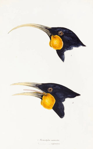 A synopsis of the birds of Australia and adjacent islands Pl11 - Elizabeth Gould — artwork view