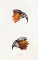A synopsis of the birds of Australia and adjacent islands Pl12 - Elizabeth Gould — artwork view