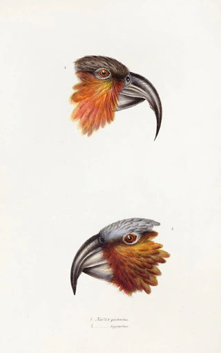 A synopsis of the birds of Australia and adjacent islands Pl12 - Elizabeth Gould — artwork view