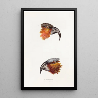 A synopsis of the birds of Australia and adjacent islands Pl12 - Elizabeth Gould — framed artwork on a wall
