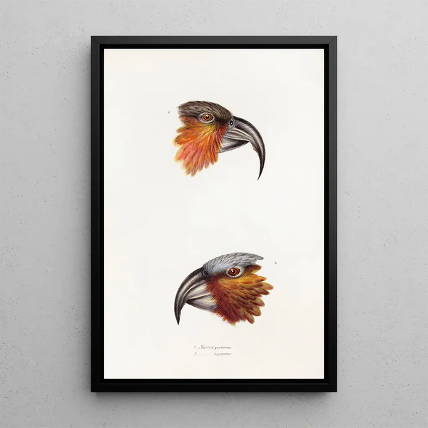 A synopsis of the birds of Australia and adjacent islands Pl12 - Elizabeth Gould — framed artwork on a wall