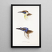 A synopsis of the birds of Australia and adjacent islands Pl13 - Elizabeth Gould — framed artwork on a wall