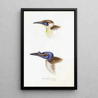 A synopsis of the birds of Australia and adjacent islands Pl13 - Elizabeth Gould — framed artwork on a wall