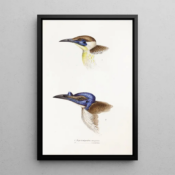 A synopsis of the birds of Australia and adjacent islands Pl13 - Elizabeth Gould — framed artwork on a wall