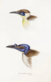 A synopsis of the birds of Australia and adjacent islands Pl13 - Elizabeth Gould — artwork view