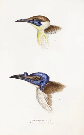 A synopsis of the birds of Australia and adjacent islands Pl13 - Elizabeth Gould — artwork view