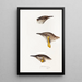 A synopsis of the birds of Australia and adjacent islands Pl14 - Elizabeth Gould — framed artwork on a wall