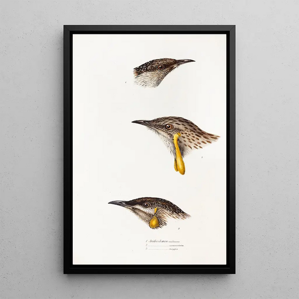 A synopsis of the birds of Australia and adjacent islands Pl14 - Elizabeth Gould — framed artwork on a wall