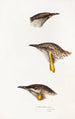 A synopsis of the birds of Australia and adjacent islands Pl14 - Elizabeth Gould — artwork view