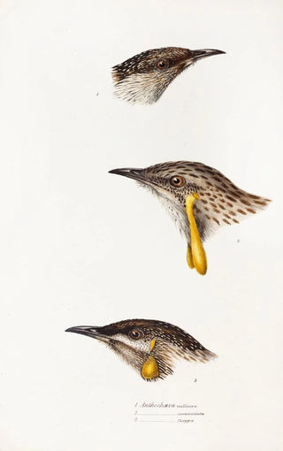 A synopsis of the birds of Australia and adjacent islands Pl14 - Elizabeth Gould — artwork view