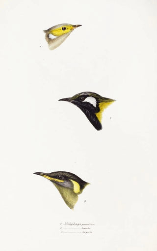 A synopsis of the birds of Australia and adjacent islands Pl15 - Elizabeth Gould — artwork view