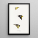 A synopsis of the birds of Australia and adjacent islands Pl15 - Elizabeth Gould — framed artwork on a wall