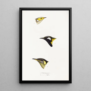A synopsis of the birds of Australia and adjacent islands Pl15 - Elizabeth Gould — framed artwork on a wall