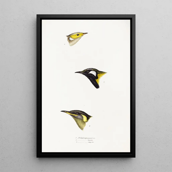 A synopsis of the birds of Australia and adjacent islands Pl15 - Elizabeth Gould — framed artwork on a wall