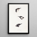 A synopsis of the birds of Australia and adjacent islands Pl16 - Elizabeth Gould — framed artwork on a wall