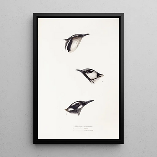 A synopsis of the birds of Australia and adjacent islands Pl16 - Elizabeth Gould — framed artwork on a wall