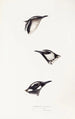 A synopsis of the birds of Australia and adjacent islands Pl16 - Elizabeth Gould — artwork view