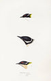 A synopsis of the birds of Australia and adjacent islands Pl17 - Elizabeth Gould — artwork view
