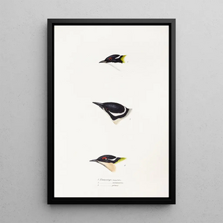 A synopsis of the birds of Australia and adjacent islands Pl17 - Elizabeth Gould — framed artwork on a wall