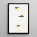 A synopsis of the birds of Australia and adjacent islands Pl18 - Elizabeth Gould — framed artwork on a wall