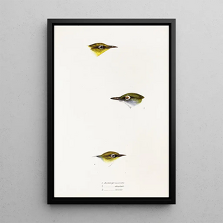 A synopsis of the birds of Australia and adjacent islands Pl18 - Elizabeth Gould — framed artwork on a wall