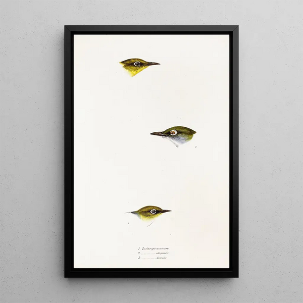 A synopsis of the birds of Australia and adjacent islands Pl18 - Elizabeth Gould — framed artwork on a wall