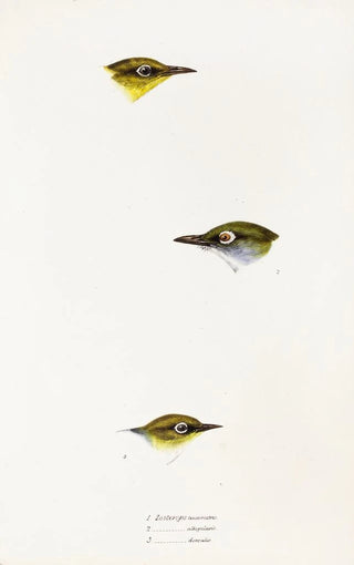 A synopsis of the birds of Australia and adjacent islands Pl18 - Elizabeth Gould — artwork view