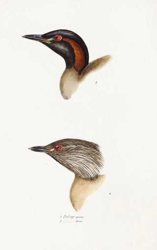 A synopsis of the birds of Australia and adjacent islands Pl19 - Elizabeth Gould — artwork view