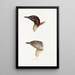 A synopsis of the birds of Australia and adjacent islands Pl19 - Elizabeth Gould — framed artwork on a wall