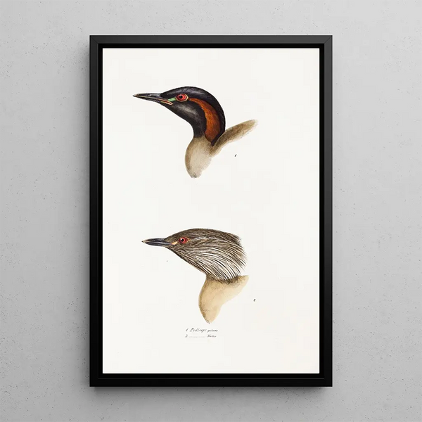 A synopsis of the birds of Australia and adjacent islands Pl19 - Elizabeth Gould — framed artwork on a wall