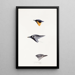 A synopsis of the birds of Australia and adjacent islands Pl20 - Elizabeth Gould — framed artwork on a wall