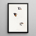 A synopsis of the birds of Australia and adjacent islands Pl21 - Elizabeth Gould — framed artwork on a wall