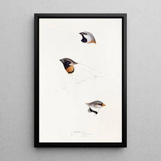 A synopsis of the birds of Australia and adjacent islands Pl21 - Elizabeth Gould — framed artwork on a wall