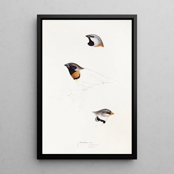 A synopsis of the birds of Australia and adjacent islands Pl21 - Elizabeth Gould — framed artwork on a wall