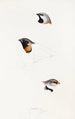 A synopsis of the birds of Australia and adjacent islands Pl21 - Elizabeth Gould — artwork view