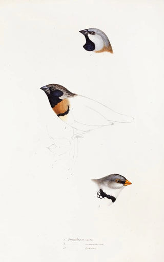 A synopsis of the birds of Australia and adjacent islands Pl21 - Elizabeth Gould — artwork view
