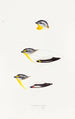 A synopsis of the birds of Australia and adjacent islands Pl22 - Elizabeth Gould — artwork view