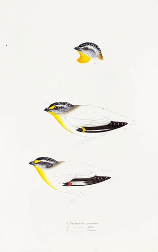A synopsis of the birds of Australia and adjacent islands Pl22 - Elizabeth Gould — artwork view