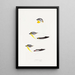 A synopsis of the birds of Australia and adjacent islands Pl22 - Elizabeth Gould — framed artwork on a wall