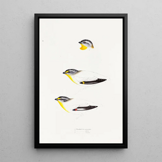 A synopsis of the birds of Australia and adjacent islands Pl22 - Elizabeth Gould — framed artwork on a wall