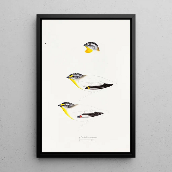 A synopsis of the birds of Australia and adjacent islands Pl22 - Elizabeth Gould — framed artwork on a wall