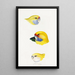 A synopsis of the birds of Australia and adjacent islands Pl23 - Elizabeth Gould — framed artwork on a wall