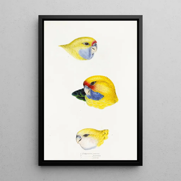 A synopsis of the birds of Australia and adjacent islands Pl23 - Elizabeth Gould — framed artwork on a wall