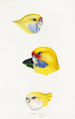 A synopsis of the birds of Australia and adjacent islands Pl23 - Elizabeth Gould — artwork view