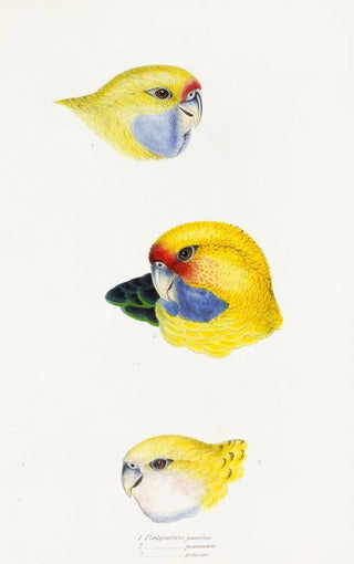 A synopsis of the birds of Australia and adjacent islands Pl23 - Elizabeth Gould — artwork view