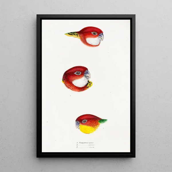 A synopsis of the birds of Australia and adjacent islands Pl24 - Elizabeth Gould — framed artwork on a wall