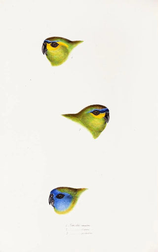 A synopsis of the birds of Australia and adjacent islands Pl25 - Elizabeth Gould — artwork view
