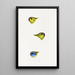 A synopsis of the birds of Australia and adjacent islands Pl25 - Elizabeth Gould — framed artwork on a wall