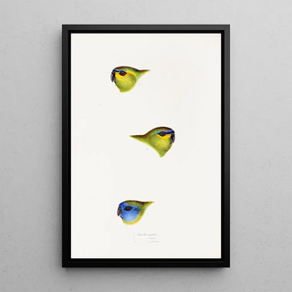 A synopsis of the birds of Australia and adjacent islands Pl25 - Elizabeth Gould — framed artwork on a wall